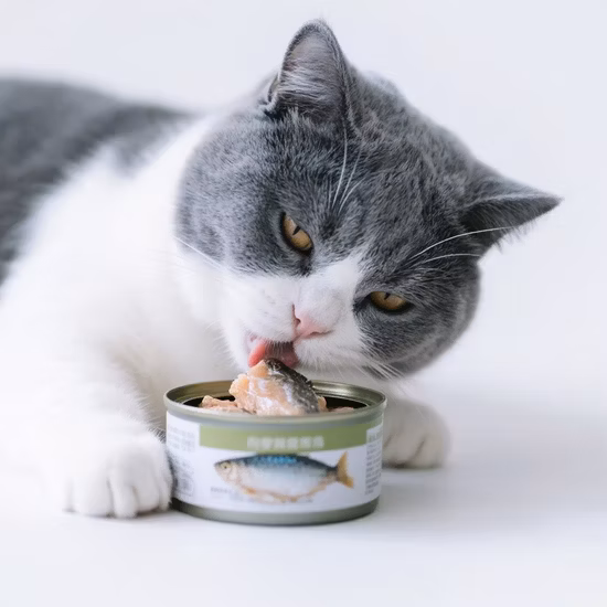 Ciotola ecologica per cani e gatti Ciotola per alimenti portatile per acqua potabile in fibra di bambù per animali domestici